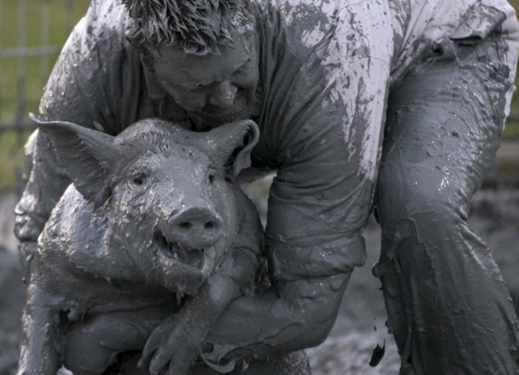 Na "Svinja festivalu" u Kvebeku u Kanadi održano je takmičenje "podmazano prase" u okviru kojeg su takmičari pokušavali da uhvate svinju jureći je po terenu od blata.