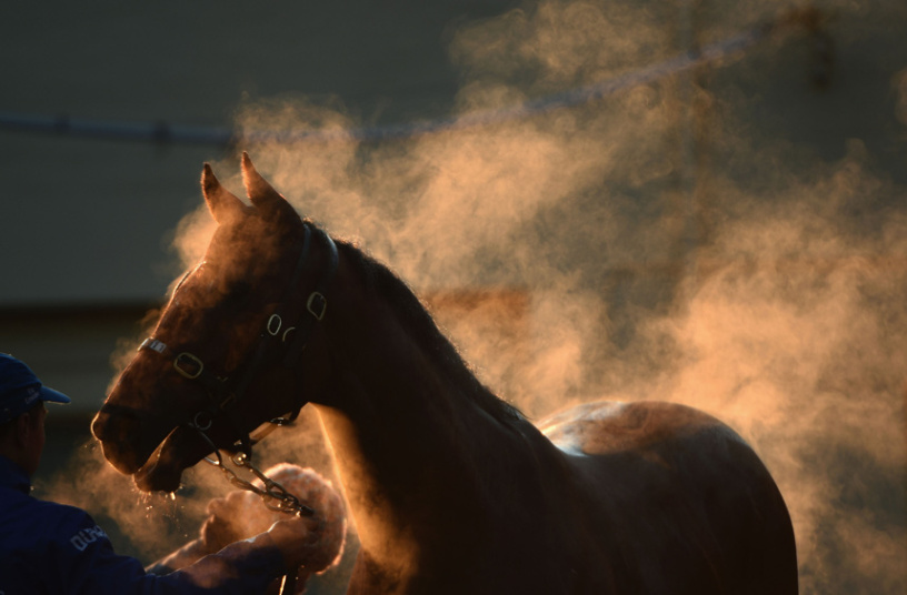 Melburn - treniranje konja u rano jutro  (Foto:Vince Caligiuri/Getty Images)