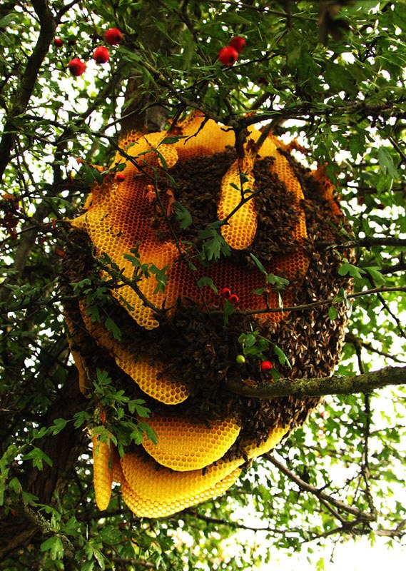 Košnica pčela na drvetu