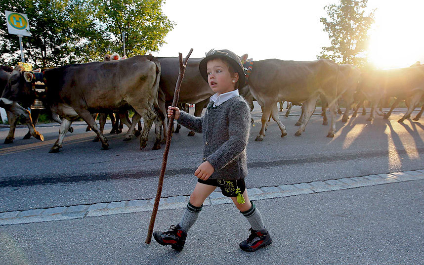 Bavarski dječak tokom tradicionalnog festivala "Almabtrieb" u njemačkom gradu Oberštaufenu...