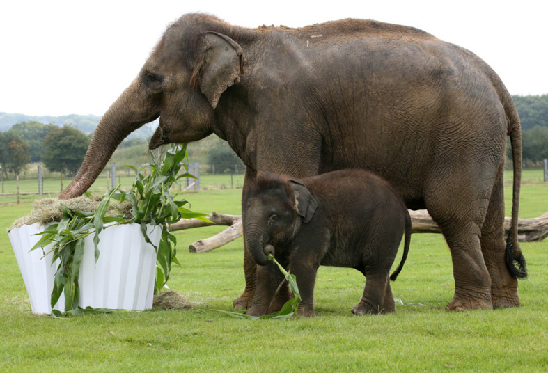 Rođendanska torta za mladunče slona