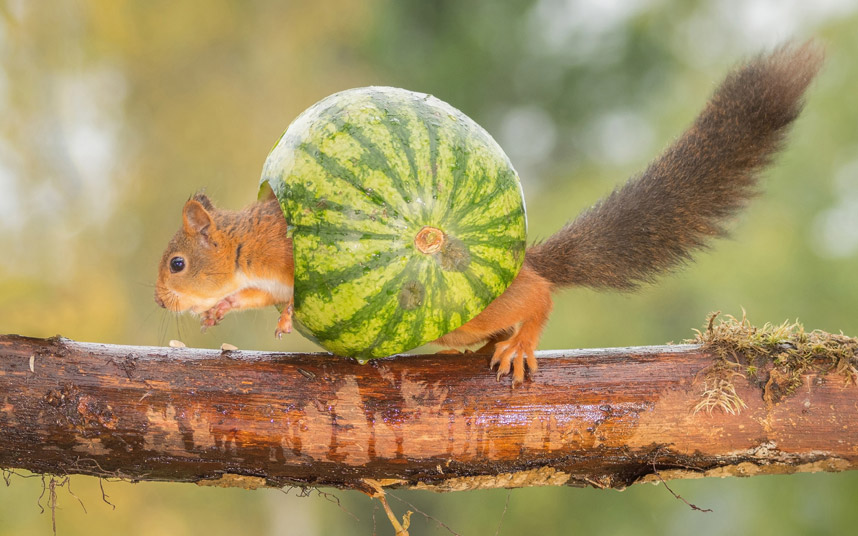 Vragolasta vjeverica igra se sa lubenicom, Švedska(foto:Geert Weggen/HotSpot)