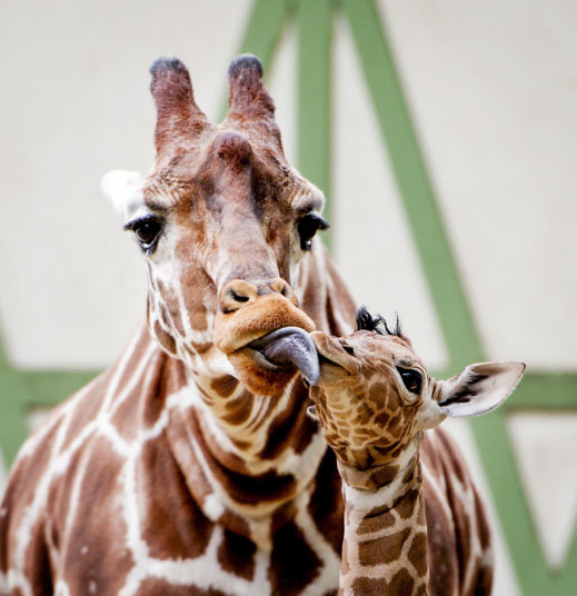 Mladunče žirafe se mazi kod majke