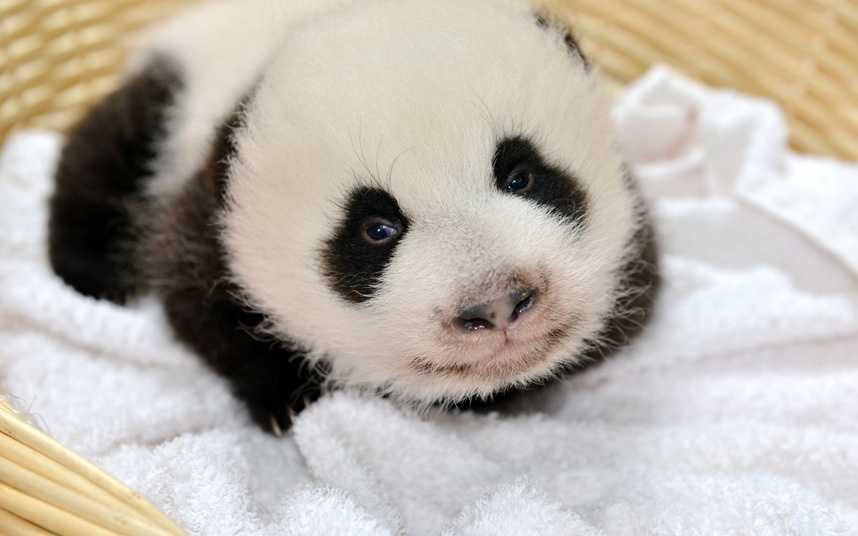 Mala panda