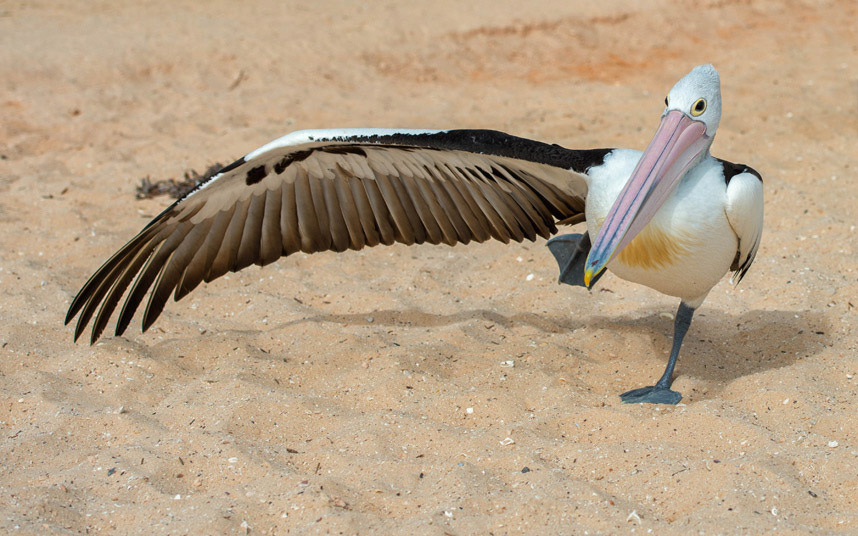 Pelikan na plaži u Australiji (foto:ANDREA IZZOTTI/MERCURY PRESS)