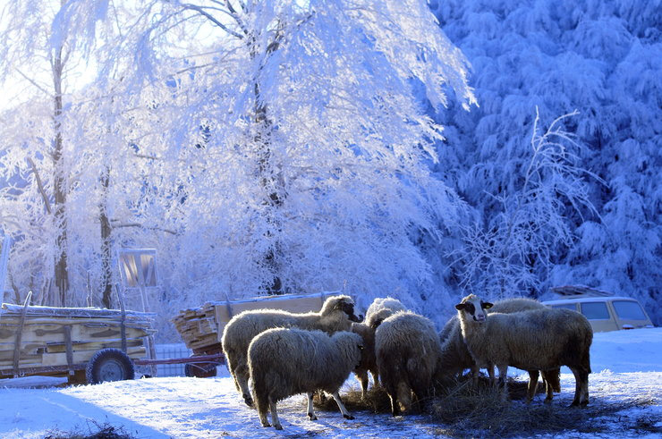 Zimska idila na planini Povlen (foto:R.Gete/RAS Srbija)