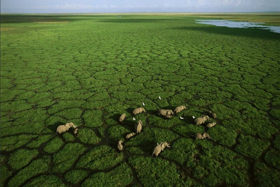Nacionalni park Amboseli, Kenija (Foto: George Steinmetz)