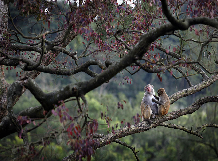 Nanvan ostrvo majmuna u kineskoj provinciji Hajnan je prirodni rezervat makaki majmuna. Ljudi su samo gosti na ovoj „planeti majmuna”. (foto:© AFP 2016/ ISAAC LAWRENCE)