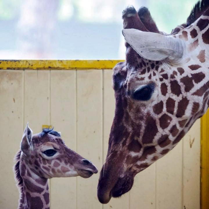 Mladunče žirafe u zoološkom vrtu u Mađarskoj