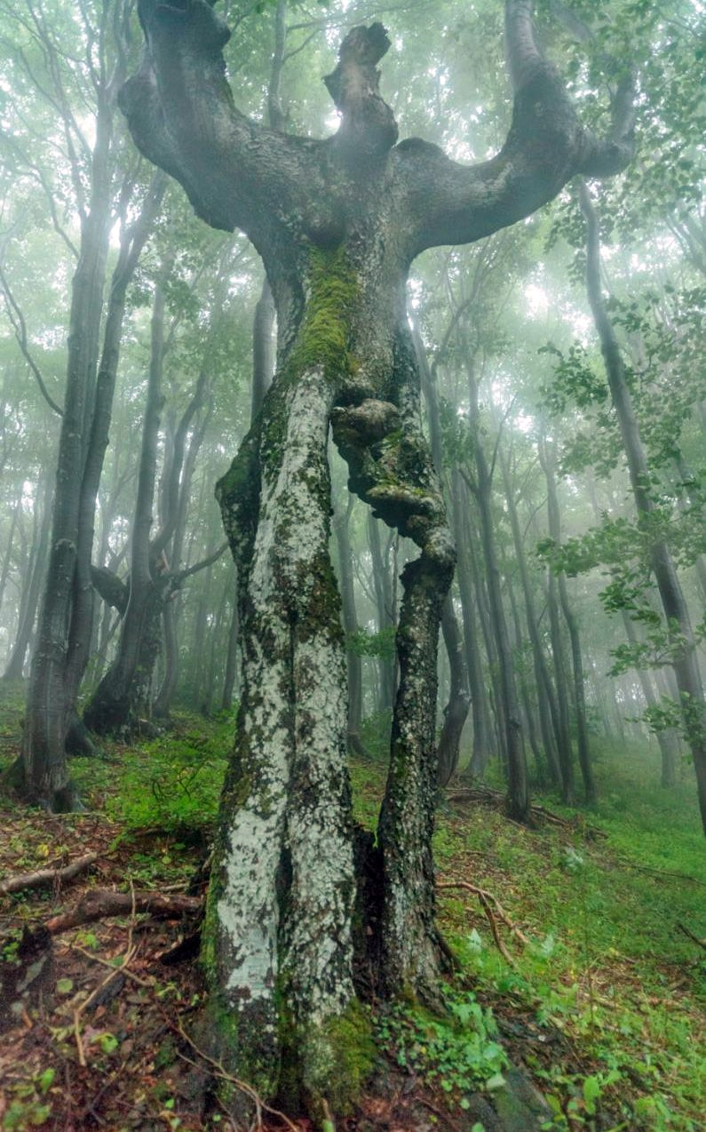 Neobično drvo u Bugarskoj (foto: DEYAN KOSSEV/SOLENT )