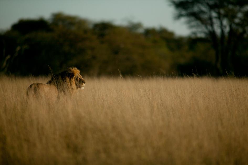 Život lavova - broj lavova u svijetu se drastično smanjuje zbog gubitka staništa, sukoba sa ljudima i lovačkih trofeja.
