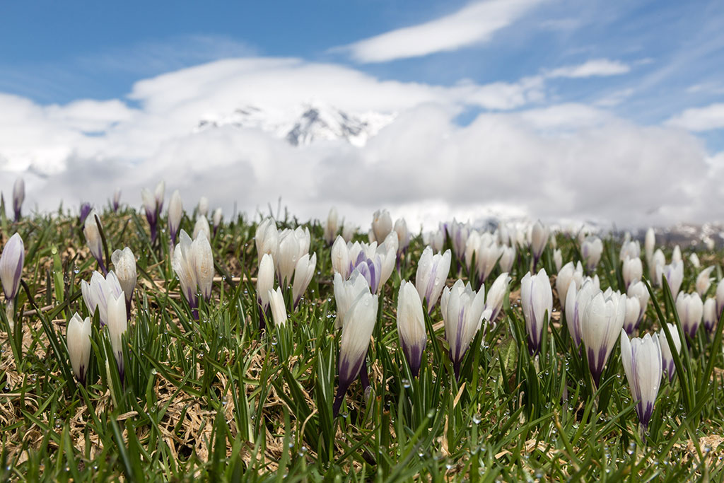Polje šafrana na Alpama u Švajcarskoj (foto: EPA/ARNO BALZARINI)