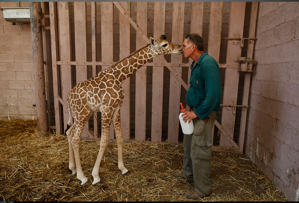 Novorođenče žirafe (foto: EPA/ABIR SULTAN)