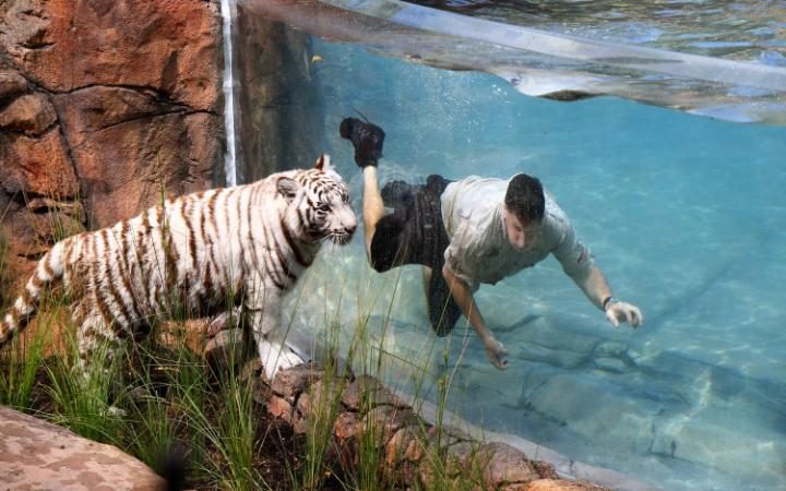 Tajger ajland - novo "stanište" za mladog tigra u  Kvinslendu, Australija   (Foto:telegraph.co.uk.)