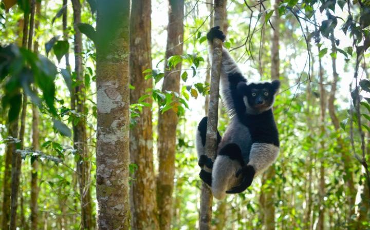 Rijetka vrsta Indri lemura na Madagaskaru... (Foto: BBC NHU/Tom Hugh-Jones)