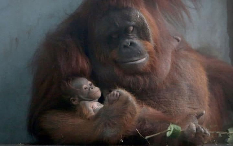 Oranguran Fei Fei drži mladunče u naručju u zoo vrtu u Šangaju   (Foto: VCG/VCG via Getty Images)