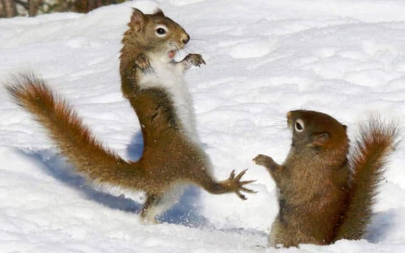 Svađa vjeverica oko nekog ploda na snijegu     (Foto:Philip Childs/Solent News)