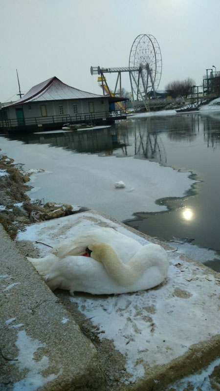 Sana kod Prijedora - Labud u snijegu  (foto:Željko Grahovac)