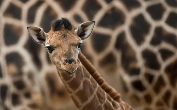 Mladunče žirafe