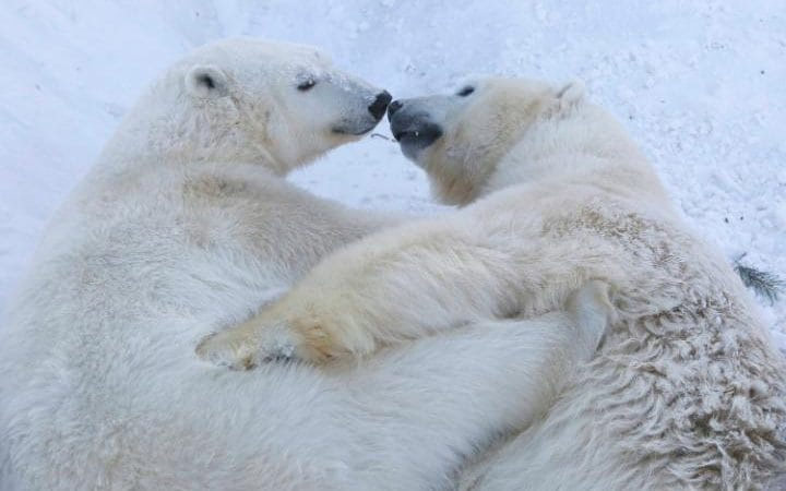 Zagrljaj polarnih medvjeda (foto: REUTERS/Ilya Naymushin)