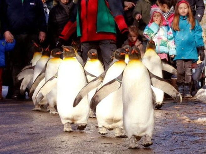 Parada pingvina (foto: REUTERS/Arnd Wiegmann )