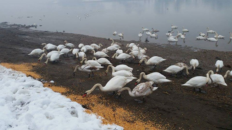 Banjalučani donijeli hranu za labudove, patke i sve gladne ptice na graničnom prelazu kod Gradiške  (Foto:facebook)