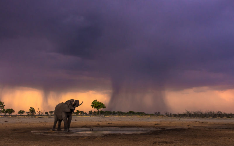 Fotografija slona na prvoj kiši poslije duge sezone suše (Foto: Hannes Lochner/ Caters News)