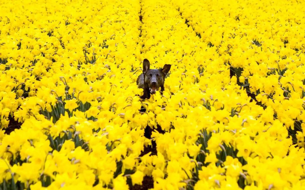 Pas u cvijeću (foto: swns.com)