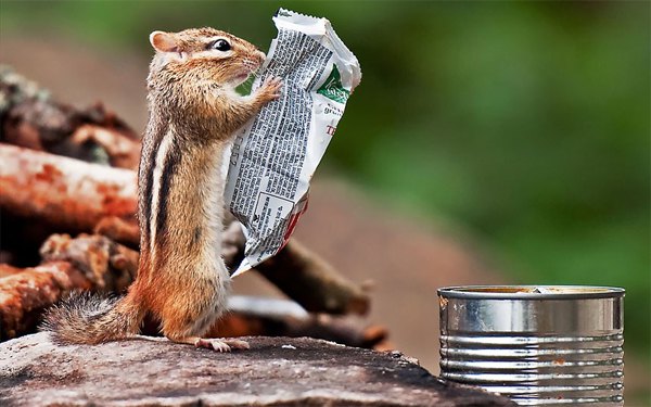 Vjeverica proučava sastojke sa omota... (Foto: Daily Candid News)