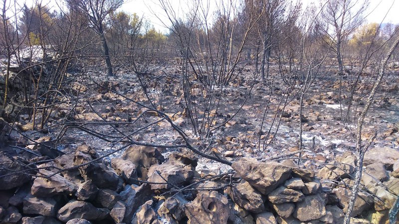 Dalmacija - pustoš nakon požara  (Foto:twitter.com/VicevicNovaTV)