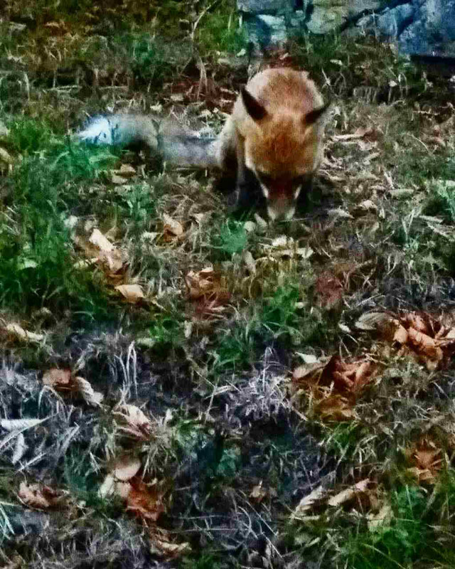 Lisica u dvorištu jede hranu ostavljenu za pse  (Foto:Ognjen Krivošić)