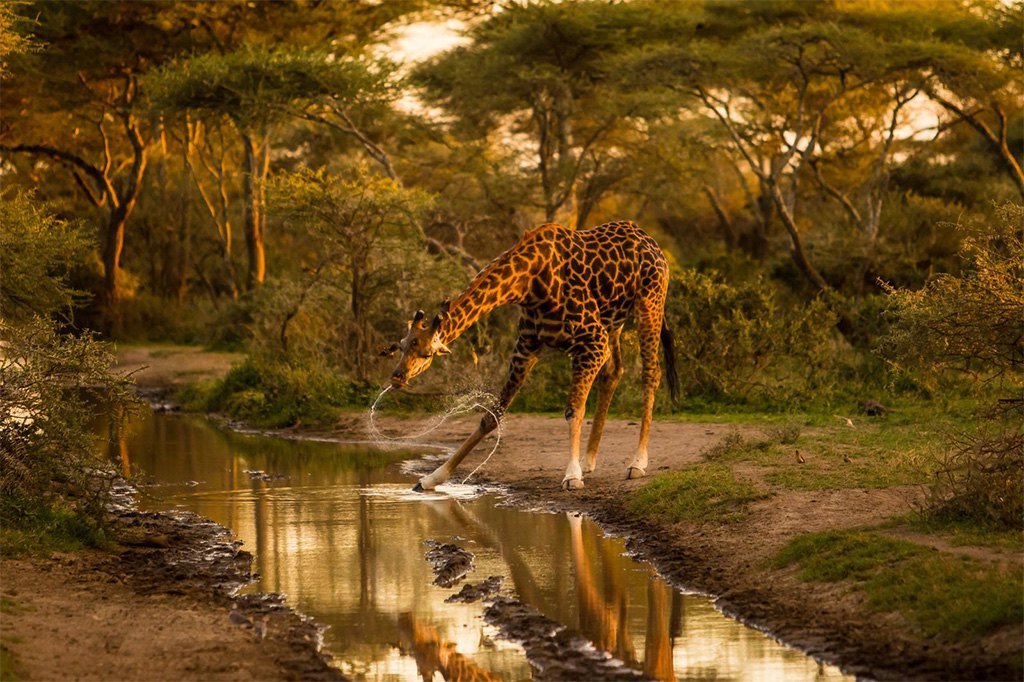 Igra žirafe na vodi (Foto: Natinal geographic / Andrew D.)
