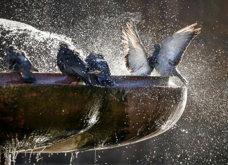 Kupanje golubova u fontani u Kijevu, Ukrajina (Foto: REUTERS/Gleb Garanich)