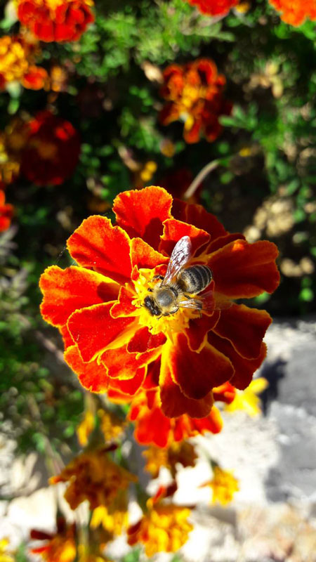 Pčela        (Foto:Marijana Zeljković/RTRS)