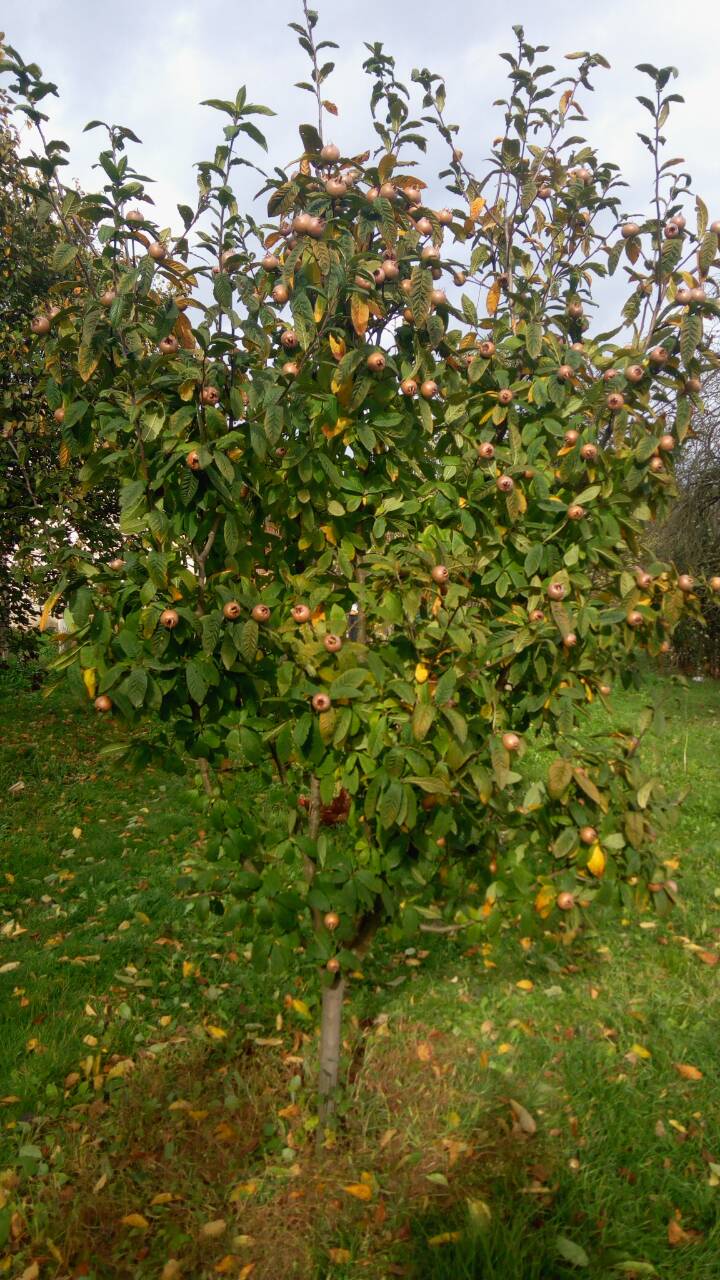 Plodovi jeseni, mušmula u Glamočanima (Foto: Helena Krnetić / RTRS)