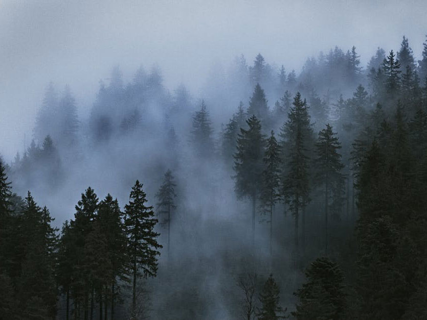 Maglovita šuma (Foto: pexels)
