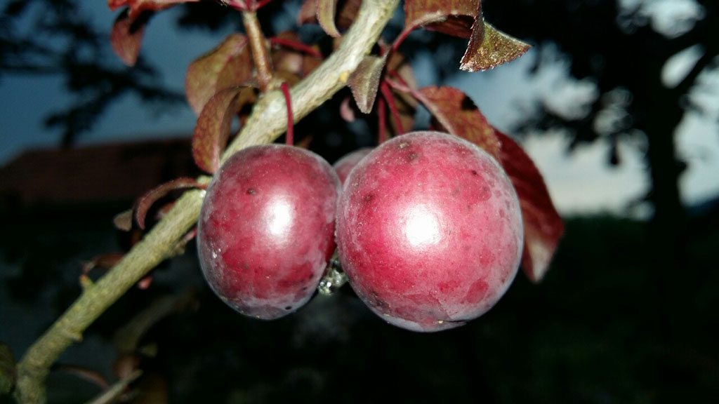 Crvenolisna šljiva, prvi plodovi