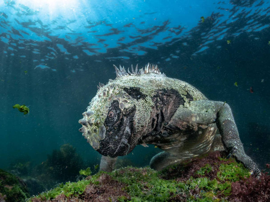 Morska iguana "šeta" se uz obale ostrva Galapagos  (Foto:independent.co.uk/Pier Mane)