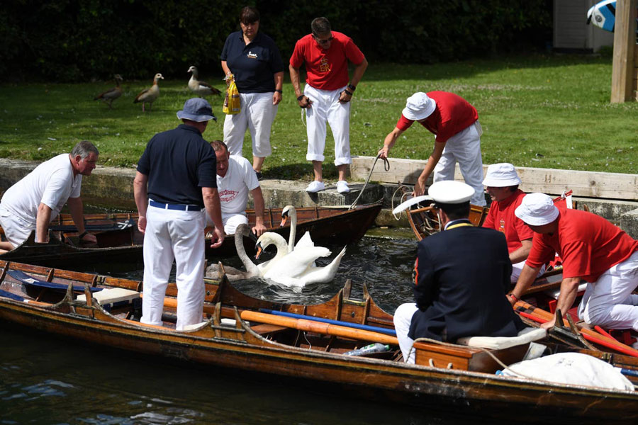 Drevna kraljevska tradicija brojanja labudova na rijeci Temzi
(Foto:independent.co.uk)