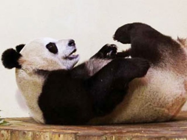 Panda - Foto: RTS