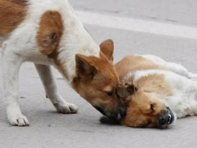 Dirljiva ljubav dva psa - Foto: Screenshot/YouTube
