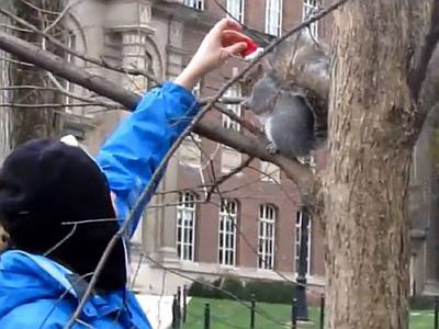 Vjeverica koja nosi šešire - Foto: Screenshot/YouTube