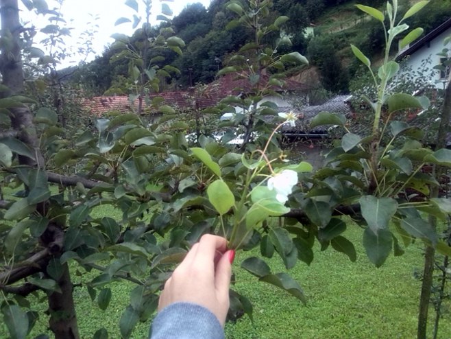 Kruška u banjalučkom voćnjaku procvjetala prvog dana septembra - Foto: RTRS