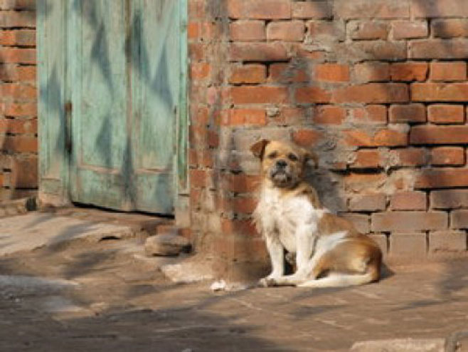 Napušteni pas - Foto: ilustracija