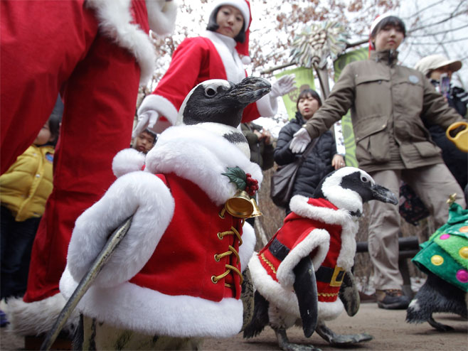 Јužna Koreja-pingvini obučeni u Djeda Mrazove - Foto: Getty Images