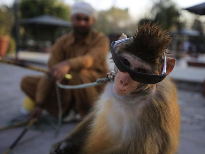 Majmun koji uveseljava turiste - Foto: Anadolija