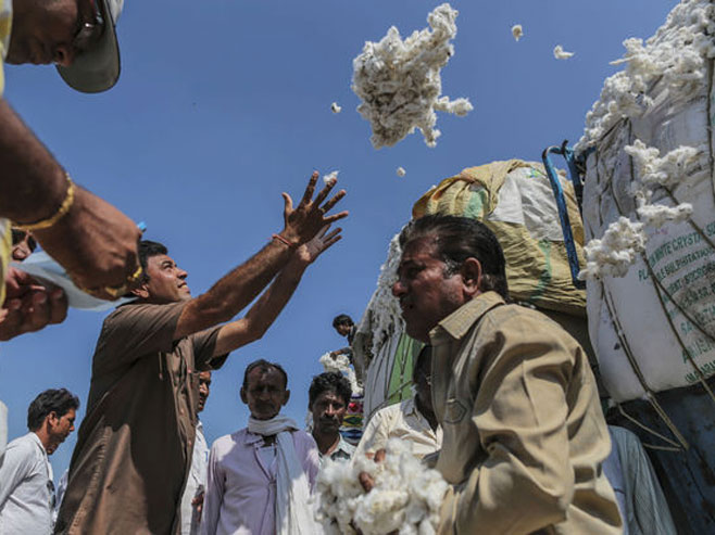 Uzgajivači pamuka u Indiji (Foto: Dhiraj Singh/Bloomberg) - 