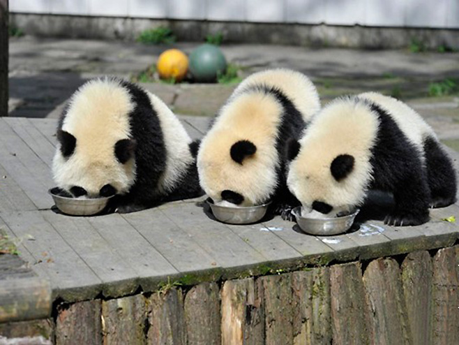 Pande (Foto: panda.org.cn) - 
