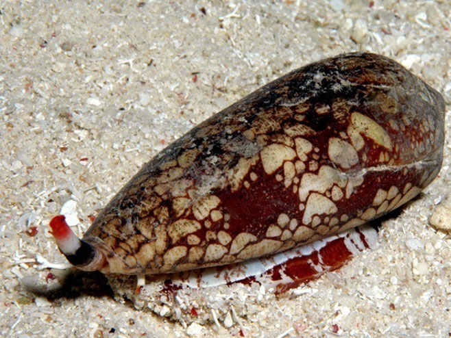 Conus episcopatus, australijski morski puž (Foto: poppe-images.com) - 