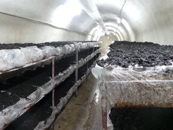 Šampinjoni u tunelima rudnika "Ljubija" - Foto: RTRS